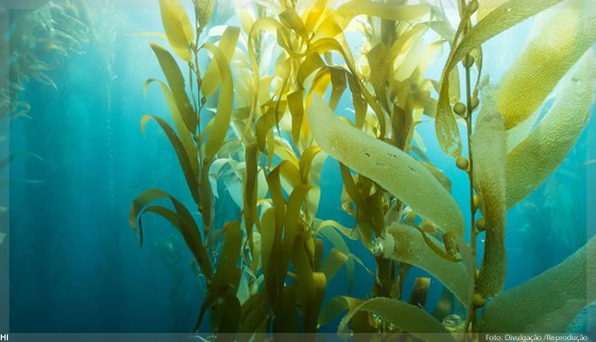 Unilever cria joint venture para transformar algas marinhas em superfícies autolimpantes