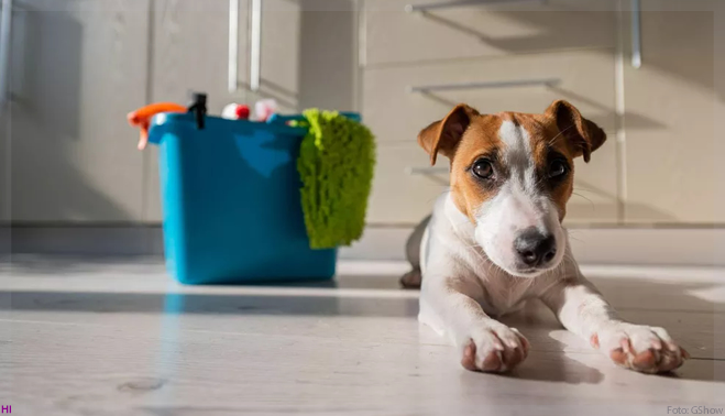 Produtos de limpeza não nocivos para pets